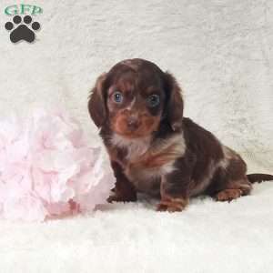 Daisy, Dachshund Puppy